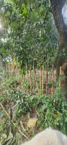 Vendo Terreno