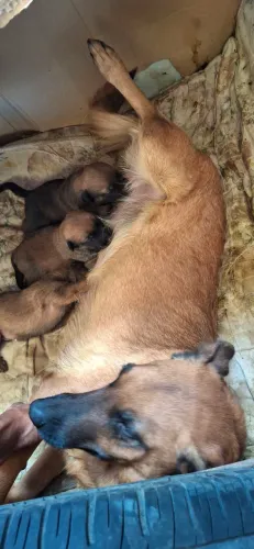 Vendo filhotes do pastor belga malinois.