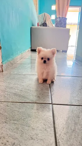 Filhote de spitz Alemão ( Lulu )