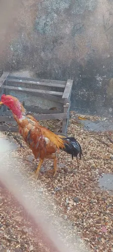 Galo Carioca