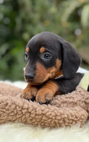 Dachshund 