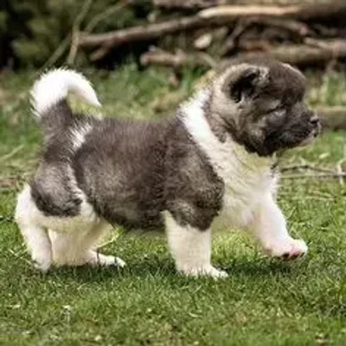 Akita Inu,Akita Inu Filhote Estrutura Perfeita Disponível