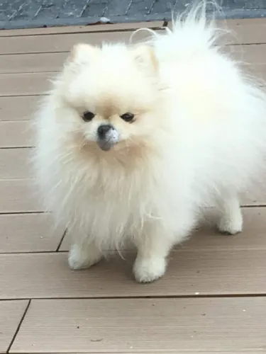 Lulu da Pomerania Presença que acompanha sem impor