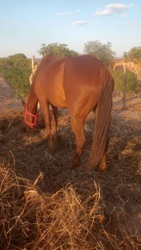Cavalo de esquerda a venda