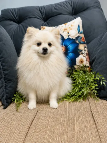 Lulu da Pomeranea macho