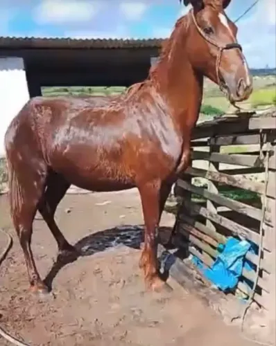Potra segunda muda mangalarga prenha de um mangalarga marchador registrado.