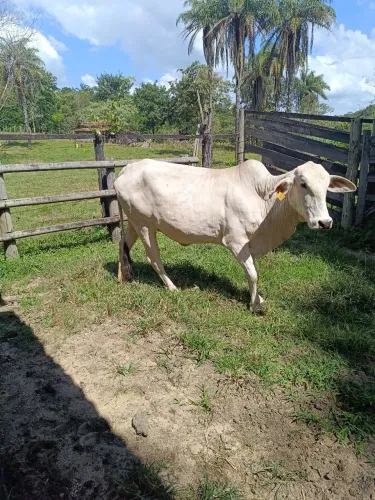 Vendo 2 vacas Tabapuã 