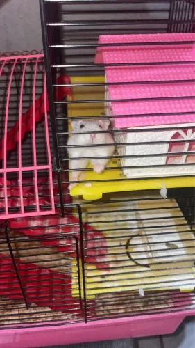 Hamster feminina 