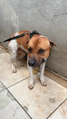 Doação de 2 Dogs