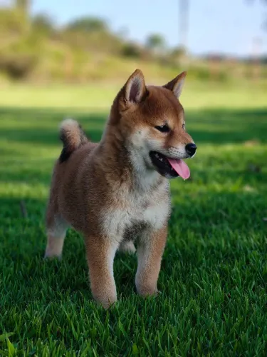 Filhote de Shiba disponível 