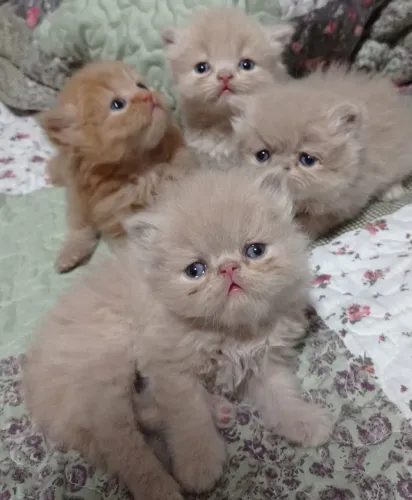 Persas bebês