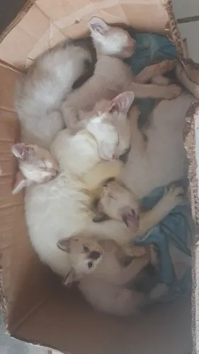 Doação de felinos 