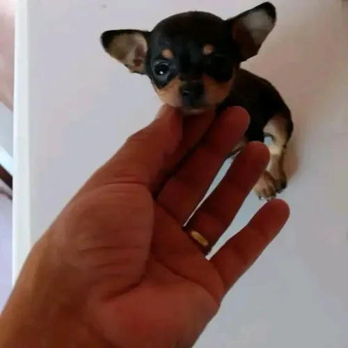 Pinscher 00 fêmea adestrada