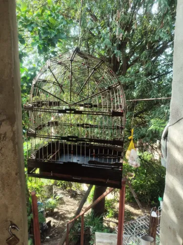 Gaiola de cabeça 