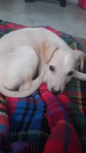 Doando fêmea 2 meses