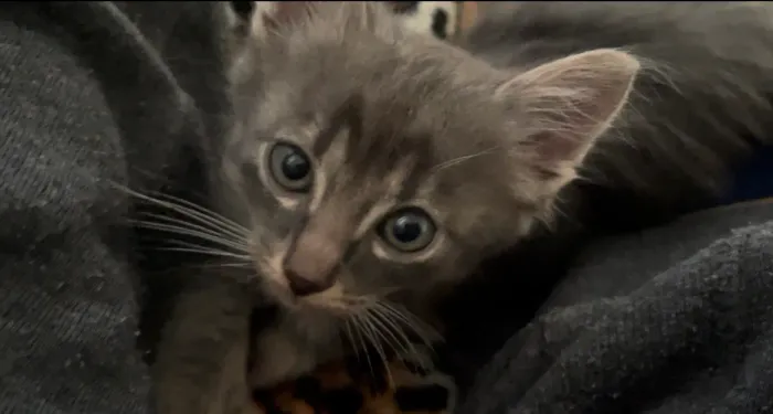 Doação Gato