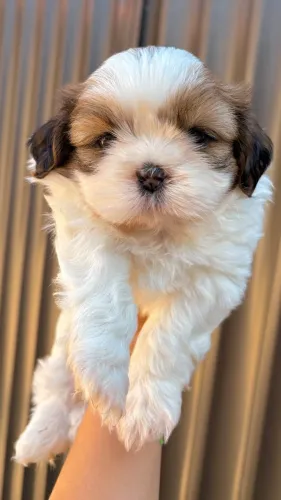 Filhotes de Shih-tzu Machos à Venda