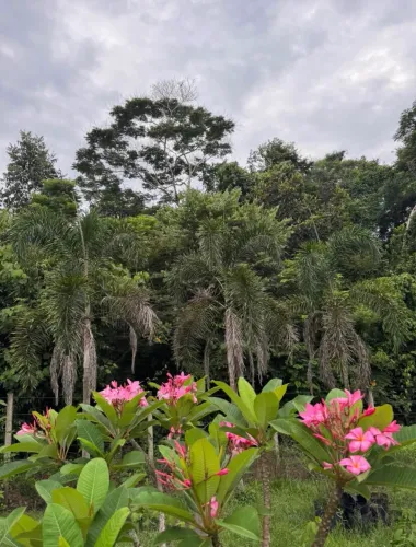 Vendo lote de chácara em excelente localização em Porto Velho RO