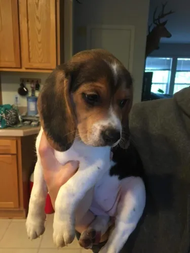 Beagle O frio de junho pede uma companhia assim