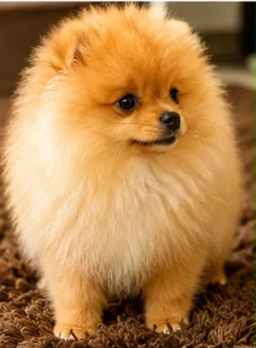 Spitz Alemão Macho