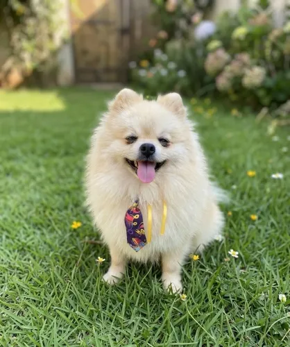 Lulu macho para cobertura 