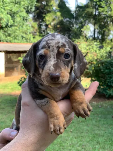Basset Dachshund Cofap Salsicha Arlequim fêmea pura 