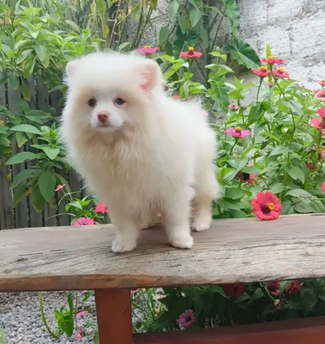 Menina Spitz pequena