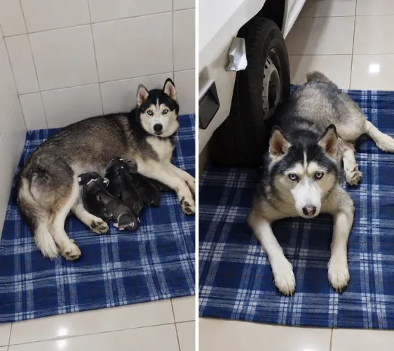 Husky Siberiano olhos azuis! 