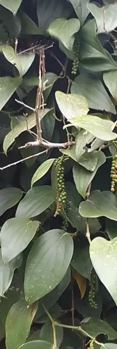 Mudas de pimenta do reino