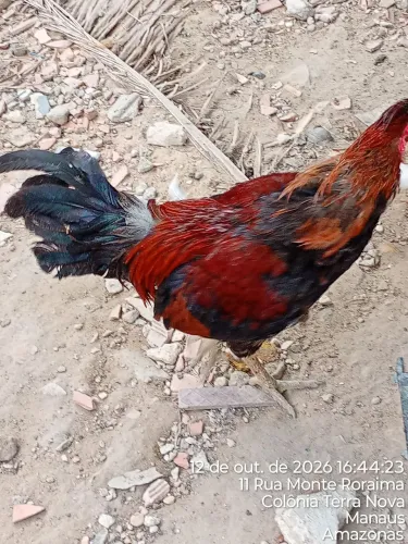 Vende-se galo de fogo