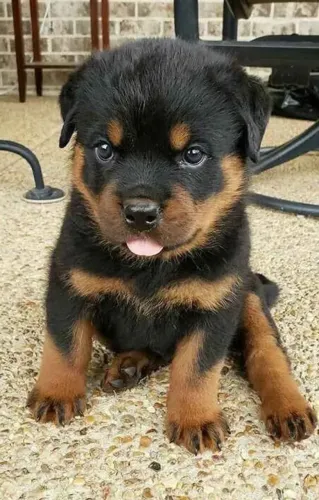 Vede-se Filhotes de Rottweiler cabeça de touro