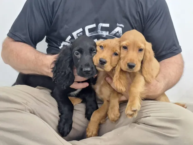 Cocker spaniel inglês 