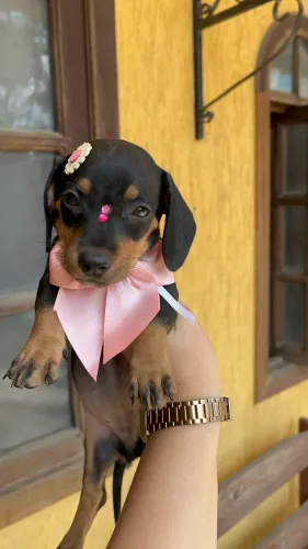 Dachshund salsichas Femeas 