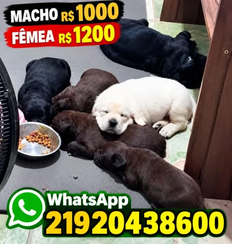 Labrador macho e fêmea raça pura lindos