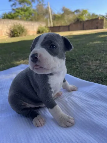 Filhote América Bully XL