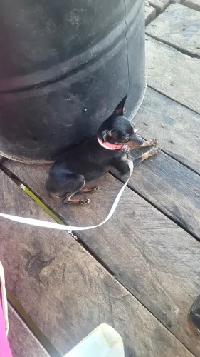 Pinscher 0 - 2 anos de idade