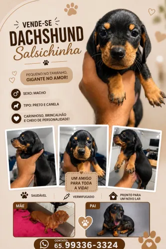 Filhote de dachshund (salsicha, Basset, Cofap)