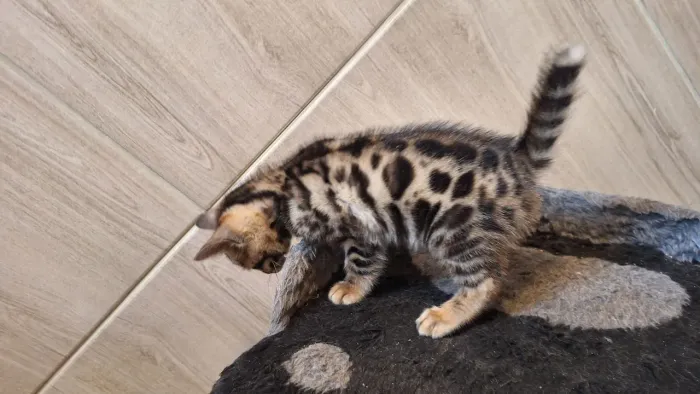 Bengal Cat