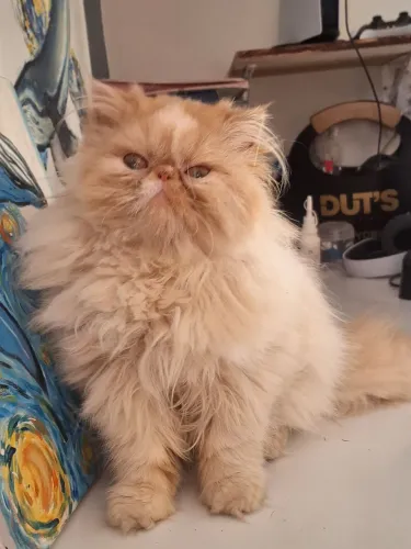 Gato Persa