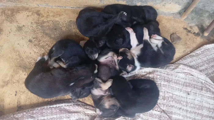 Filhotes de labrador com vira lata, para doação