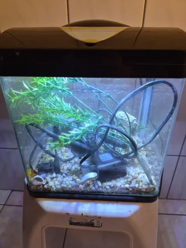 Aquário Boyu, com aquecedor, bomba e decoração.