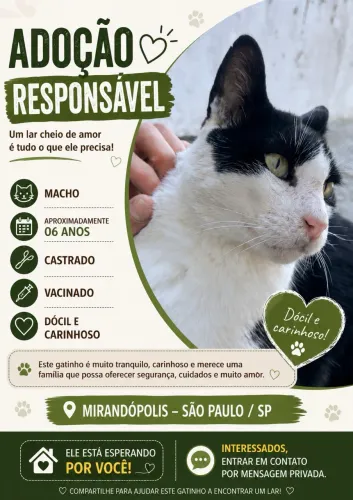 Doação de gato adulto