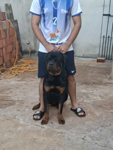 Rottweiler macho disponível para Cobertura