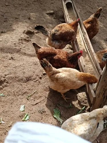 Vende galinha e Angola 