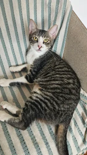 Gatinho machinho para adoção