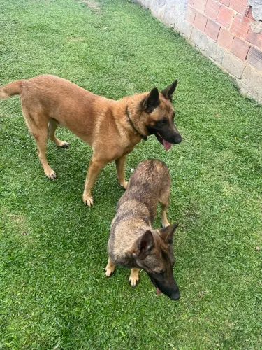 Pastor belga Malinois