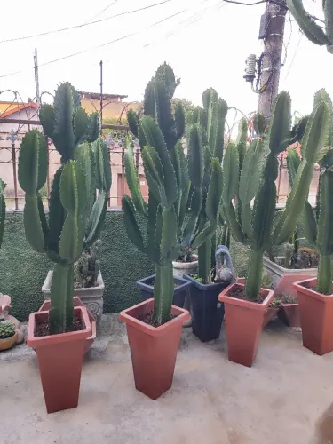Cactos Lindos Mandacaru