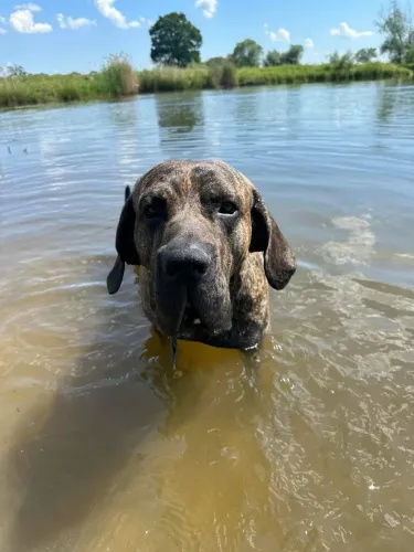 Tenho filhotes de fila brasileiro  com pedigree 