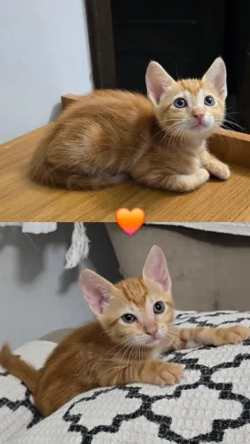 Gatinhos para adoção