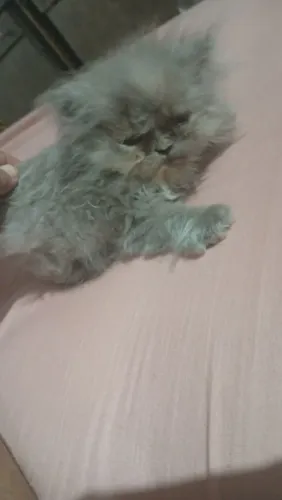 Vendo gatinha persa cinza 